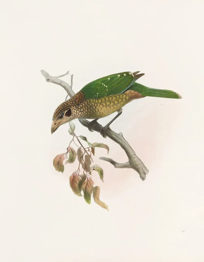 Ailuraedus Melanotus Wall Art by Daniel Giraud Elliot - High-Resolution Digital Print