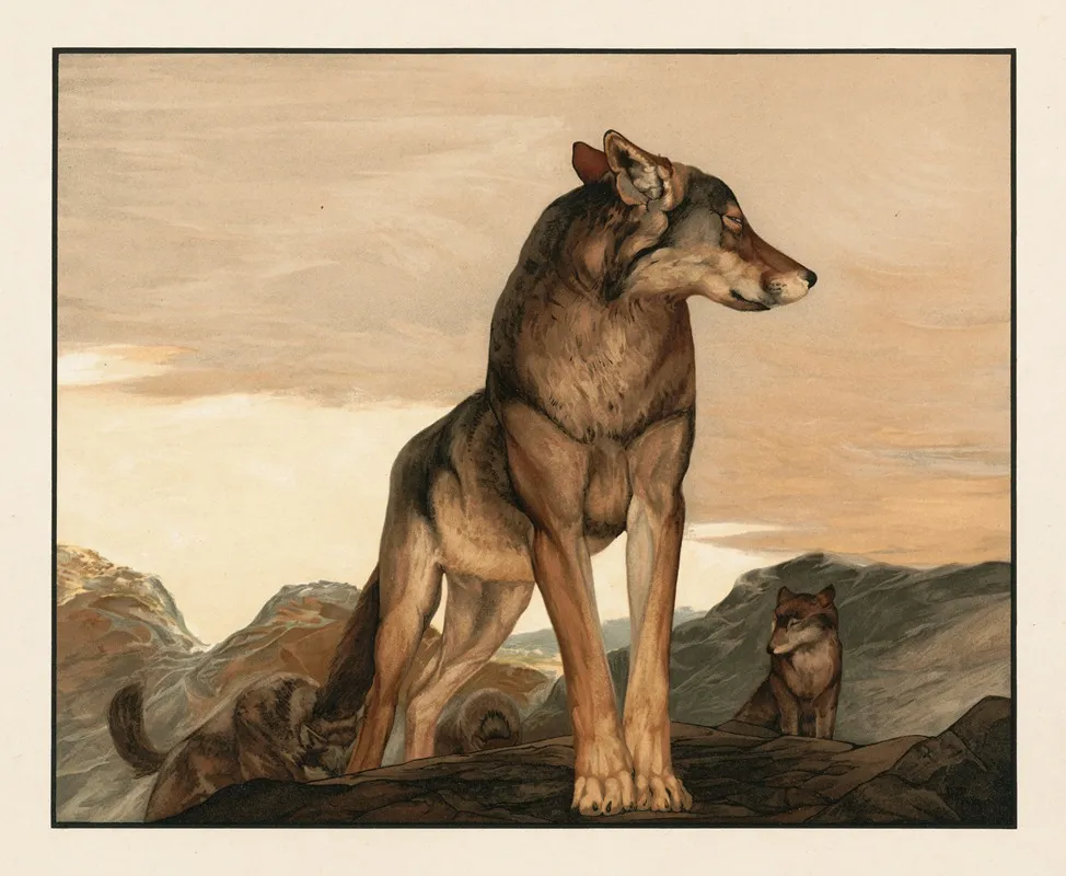 Akela The Lone Wolf 2 Wall Art by Charles Maurice Detmold - High-Resolution Digital Print