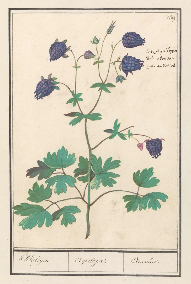 Akelei Aquilegia Akeleijen Aquilegia Aucolied Wall Art by Anselmus Boëtius de Boodt - High-Resolution Digital Print