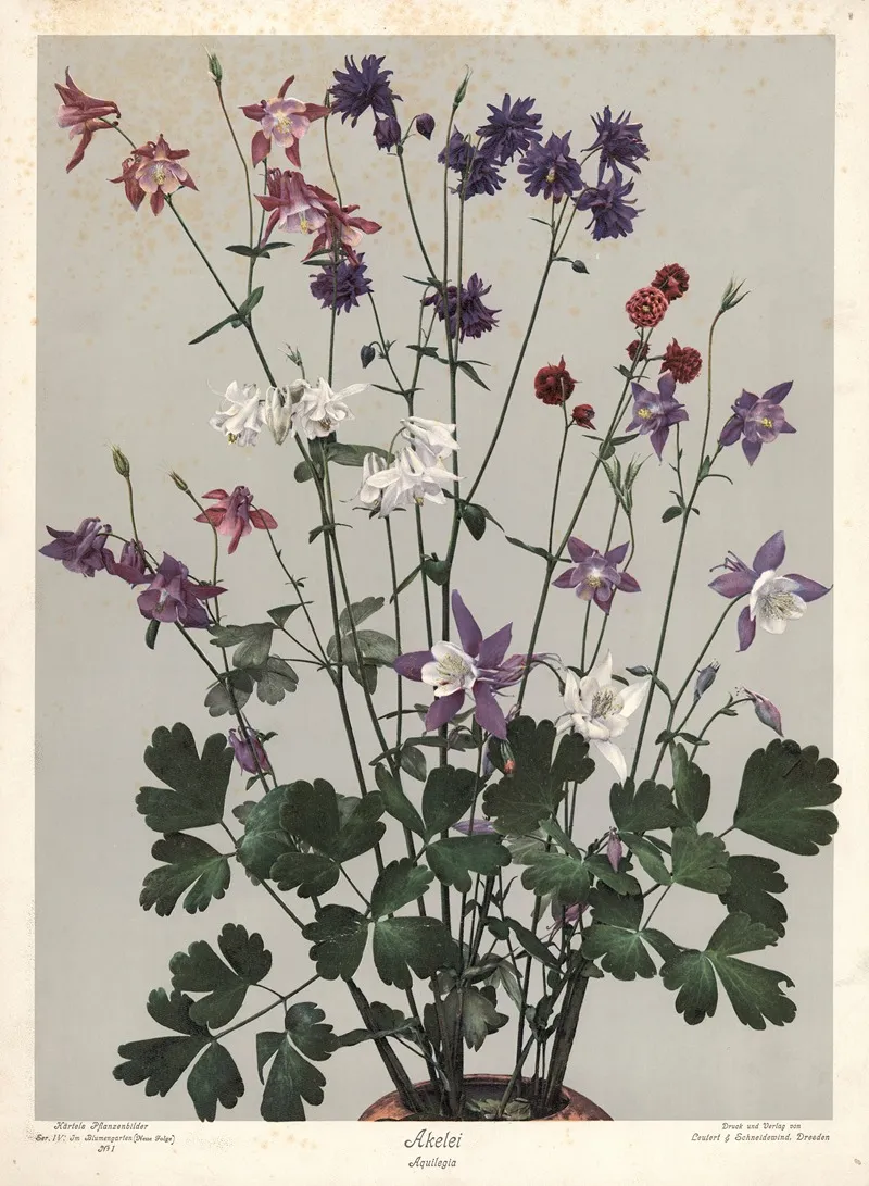 Akelei Aquilegia Wall Art by Leutert &amp; Schneidewind - High-Resolution Digital Print
