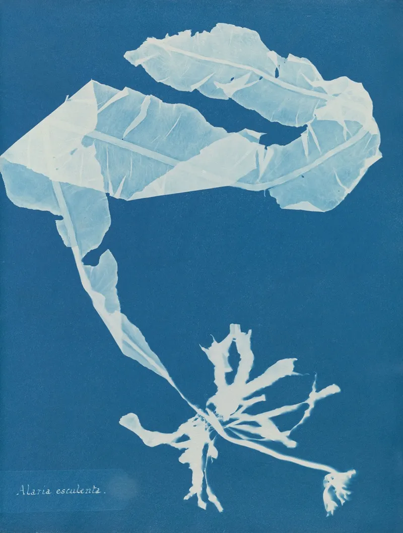 Alaria Esculenta Wall Art by Anna Atkins - High-Resolution Digital Print