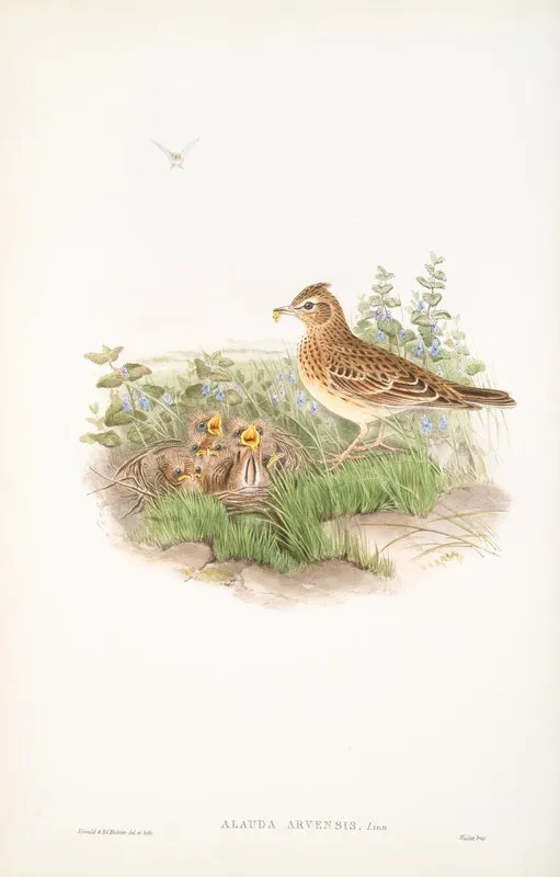 Alauda Arvensis Sky Lark Wall Art by John Gould - High-Resolution Digital Print