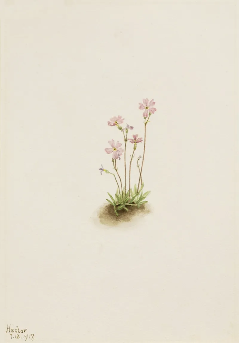 Alberta Primrose Primula Maccalliana 2