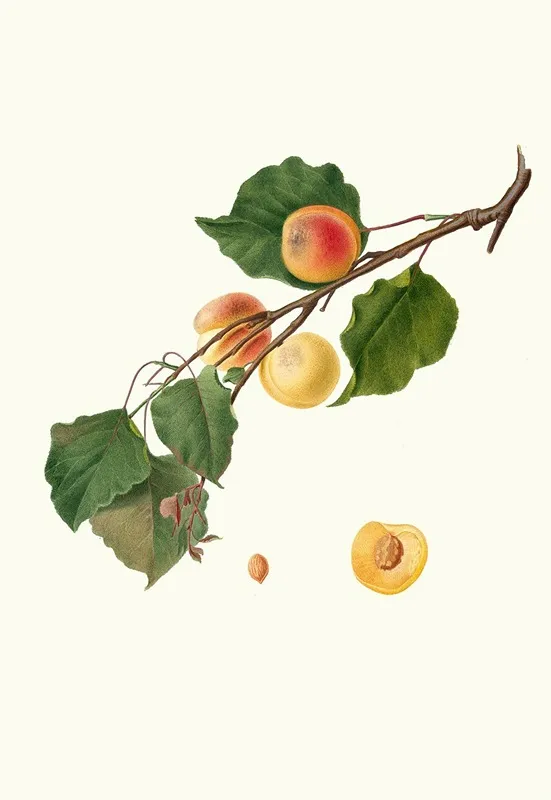 Albicocca Alessandrina A Mandorla Amara Armeniaca Alexandrina Apricot Wall Art by Giorgio Gallesio - High-Resolution Digital Print