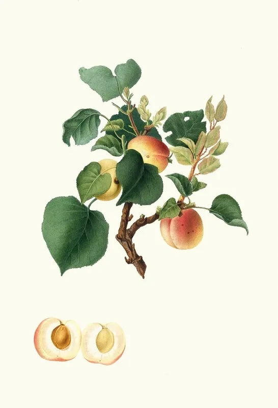 Albicocca Alessandrina Bianca A Mandorla Dolce O Alessandrina Seconda Apricot Wall Art by Giorgio Gallesio - High-Resolution Digital Print