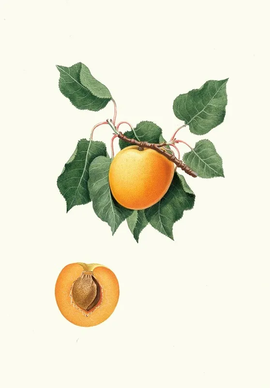 Albicocca Di Germania Vulgaris Germanica Wall Art by Giorgio Gallesio - High-Resolution Digital Print