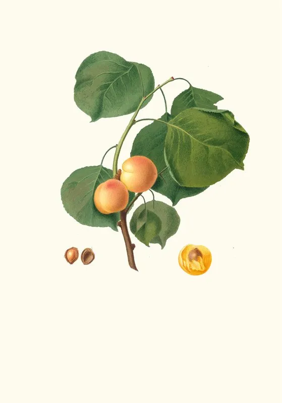 Albicocca Luciente O Siu Alessandrina Gialla Precoce Yellow Apricot Wall Art by Giorgio Gallesio - High-Resolution Digital Print