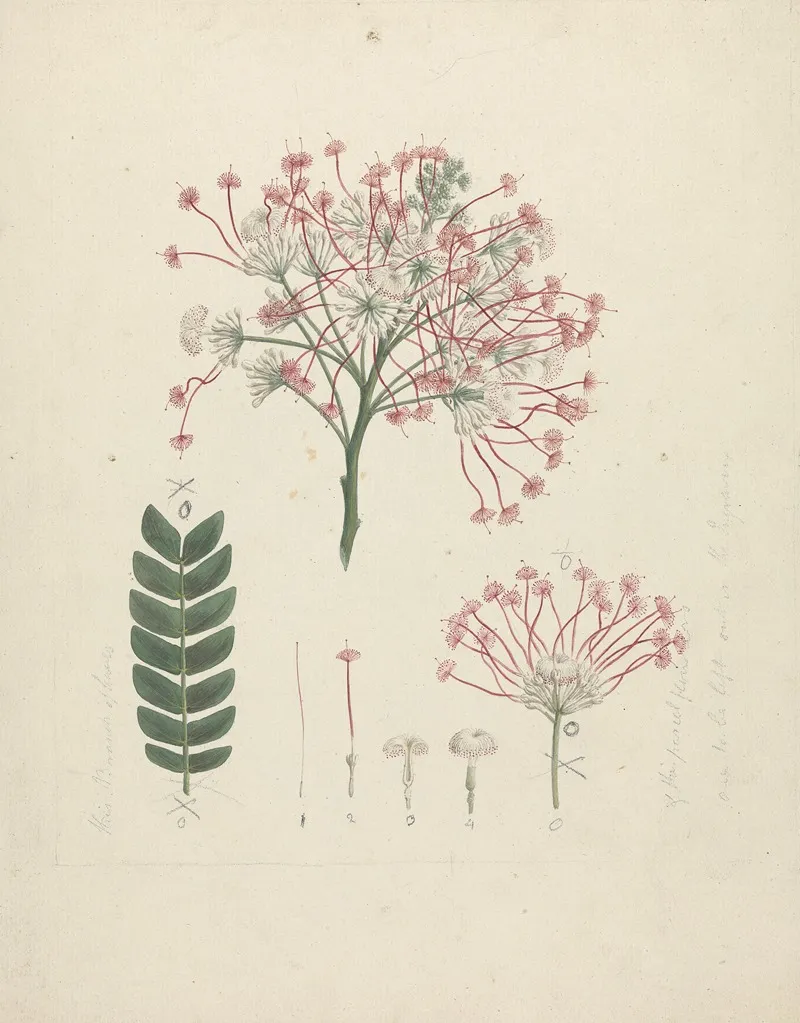 Albizia Gummifera J F Gmel C A Sm Gummy Albizia Tree
