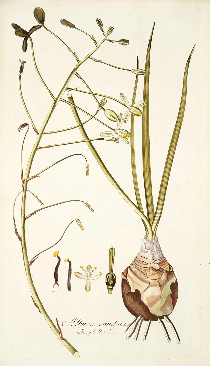 Albuca Caudata Wall Art by Nikolaus Joseph Freiherr von Jacquin - High-Resolution Digital Print