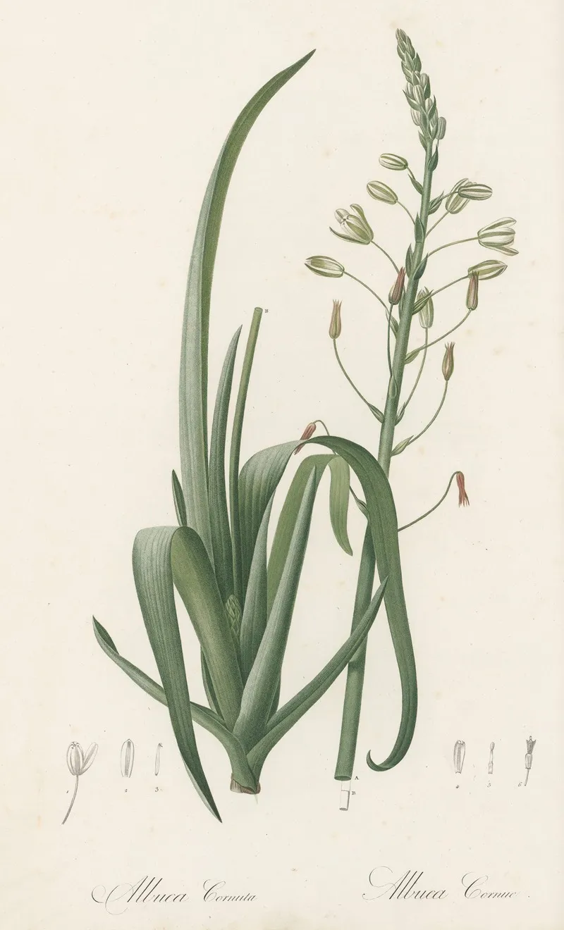 Albuca Cornuta Wall Art by Pierre Joseph Redouté - High-Resolution Digital Print