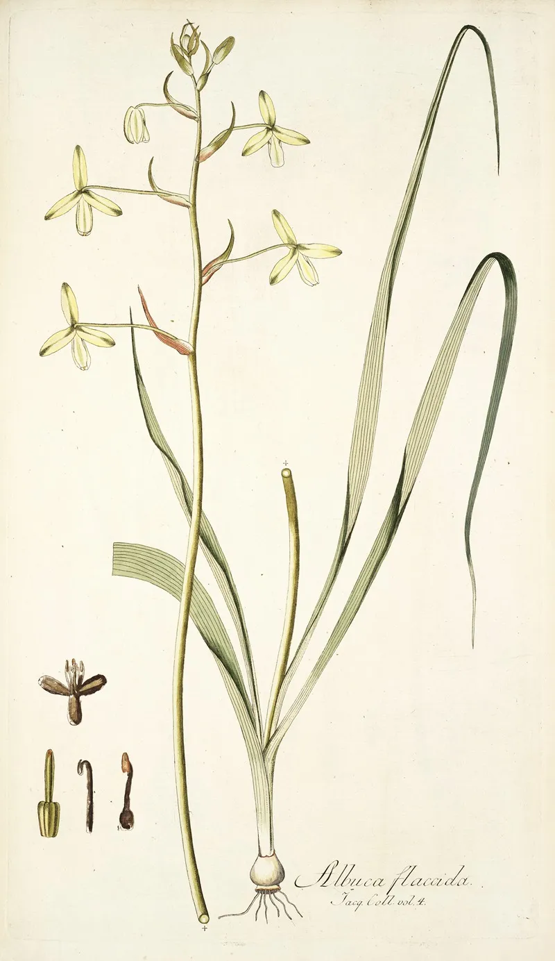Albuca Flaccida Wall Art by Nikolaus Joseph Freiherr von Jacquin - High-Resolution Digital Print