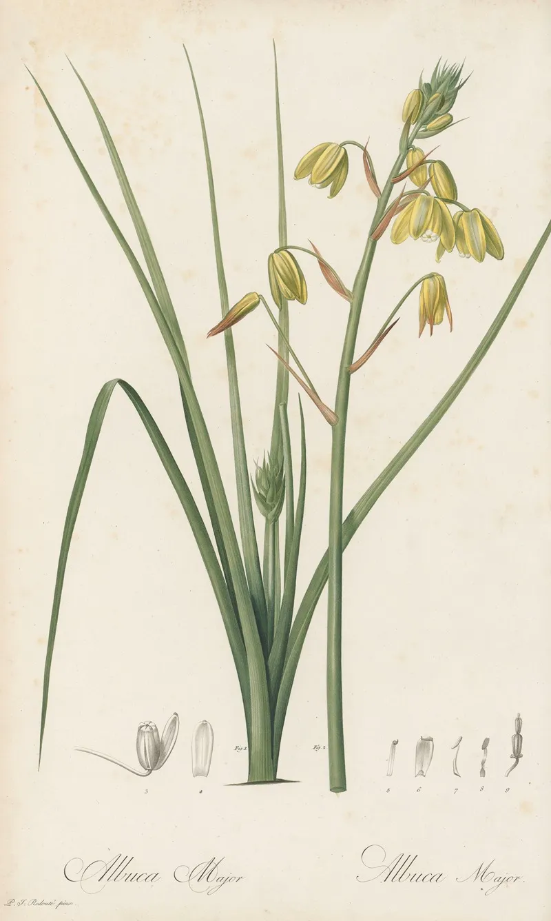 Albuca Major 2 Wall Art by Pierre Joseph Redouté - High-Resolution Digital Print