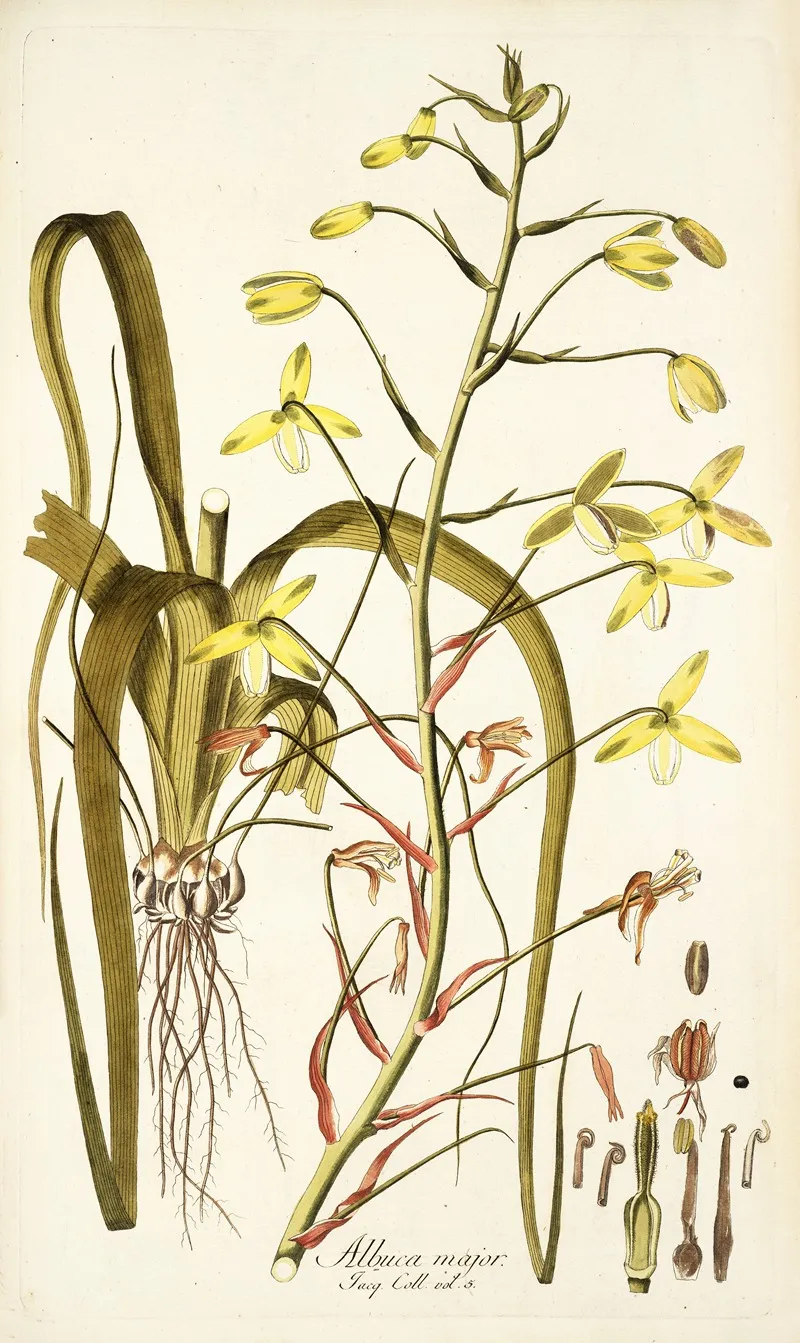 Albuca Major Wall Art by Nikolaus Joseph Freiherr von Jacquin - High-Resolution Digital Print