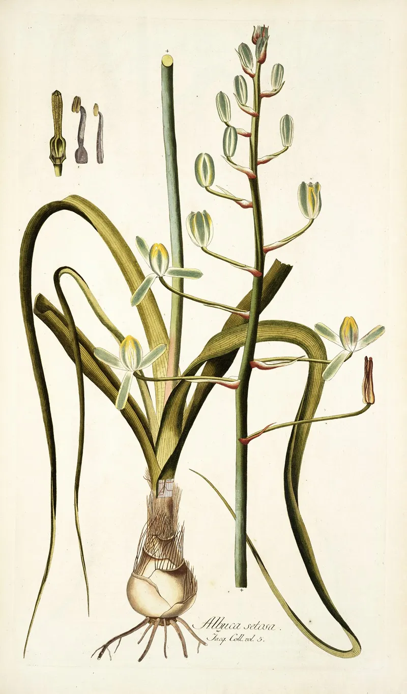 Albuca Setosa Wall Art by Nikolaus Joseph Freiherr von Jacquin - High-Resolution Digital Print