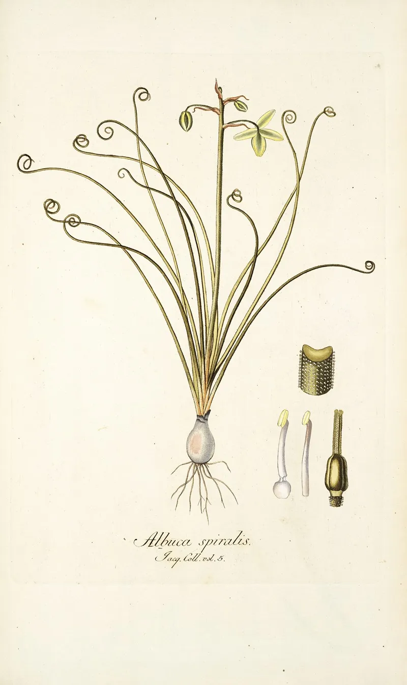 Albuca Spiralis Wall Art by Nikolaus Joseph Freiherr von Jacquin - High-Resolution Digital Print
