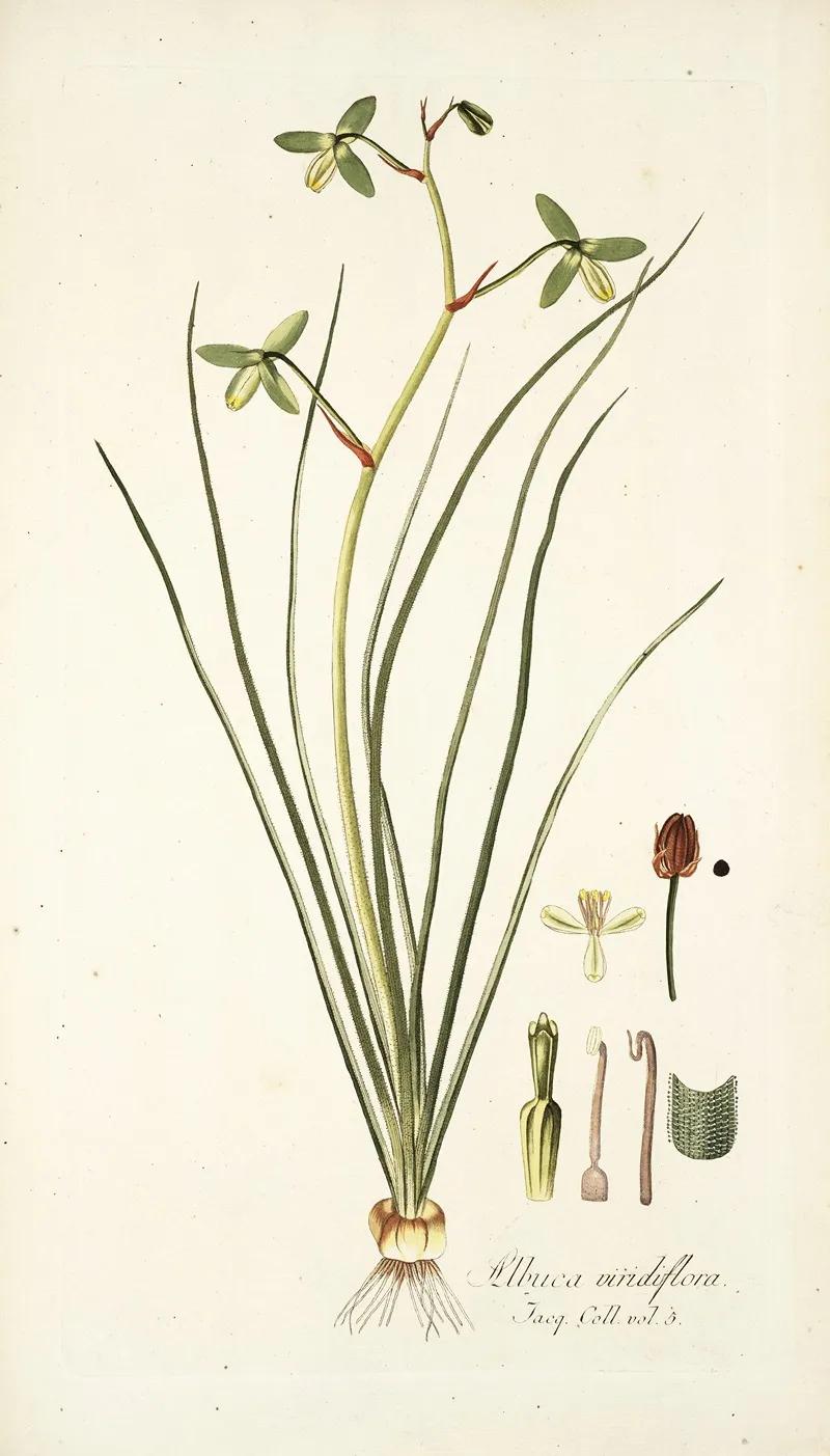 Albuca Viridiflora Wall Art by Nikolaus Joseph Freiherr von Jacquin - High-Resolution Digital Print