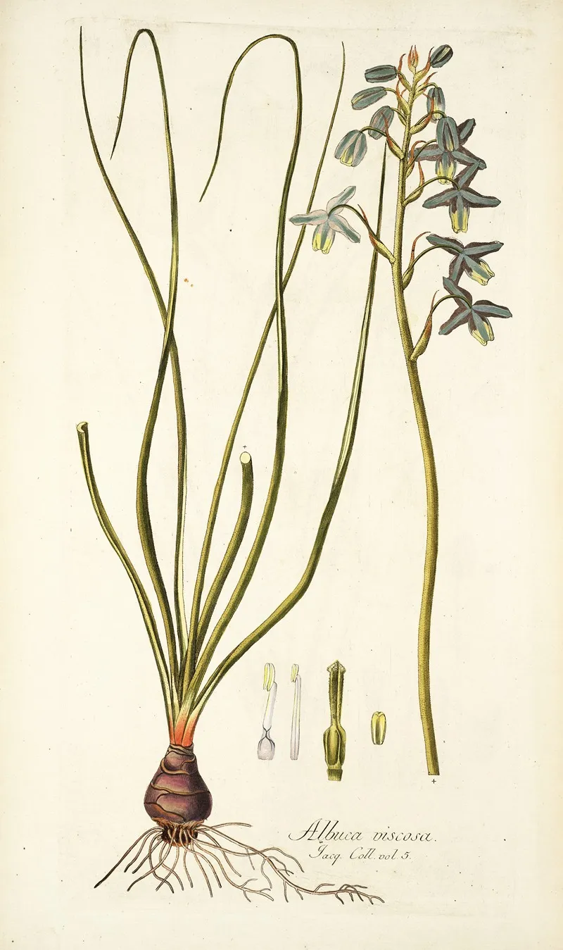 Albuca Viscosa Wall Art by Nikolaus Joseph Freiherr von Jacquin - High-Resolution Digital Print