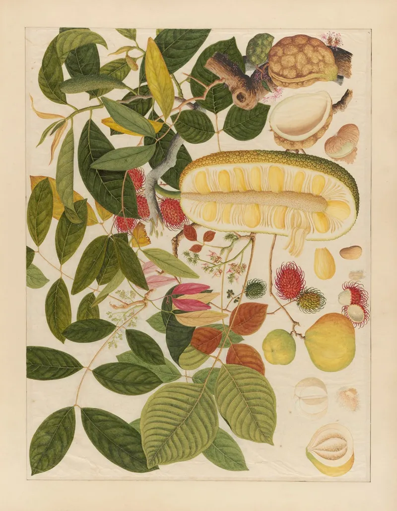 Album Of Chinese Watercolors Of Asian Fruits Pl 01 Wall Art by Anonymous - High-Resolution Digital Print