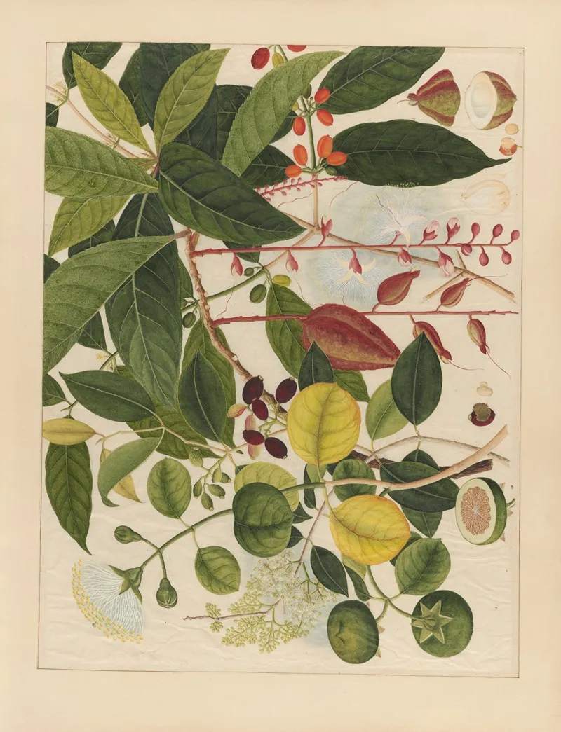 Album Of Chinese Watercolors Of Asian Fruits Pl 03 Wall Art by Anonymous - High-Resolution Digital Print