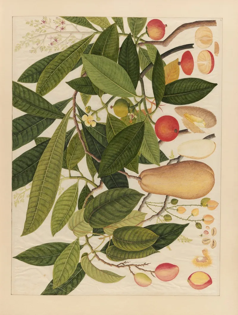 Album Of Chinese Watercolors Of Asian Fruits Pl 05 Wall Art by Anonymous - High-Resolution Digital Print