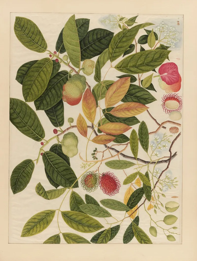 Album Of Chinese Watercolors Of Asian Fruits Pl 06 Wall Art by Anonymous - High-Resolution Digital Print