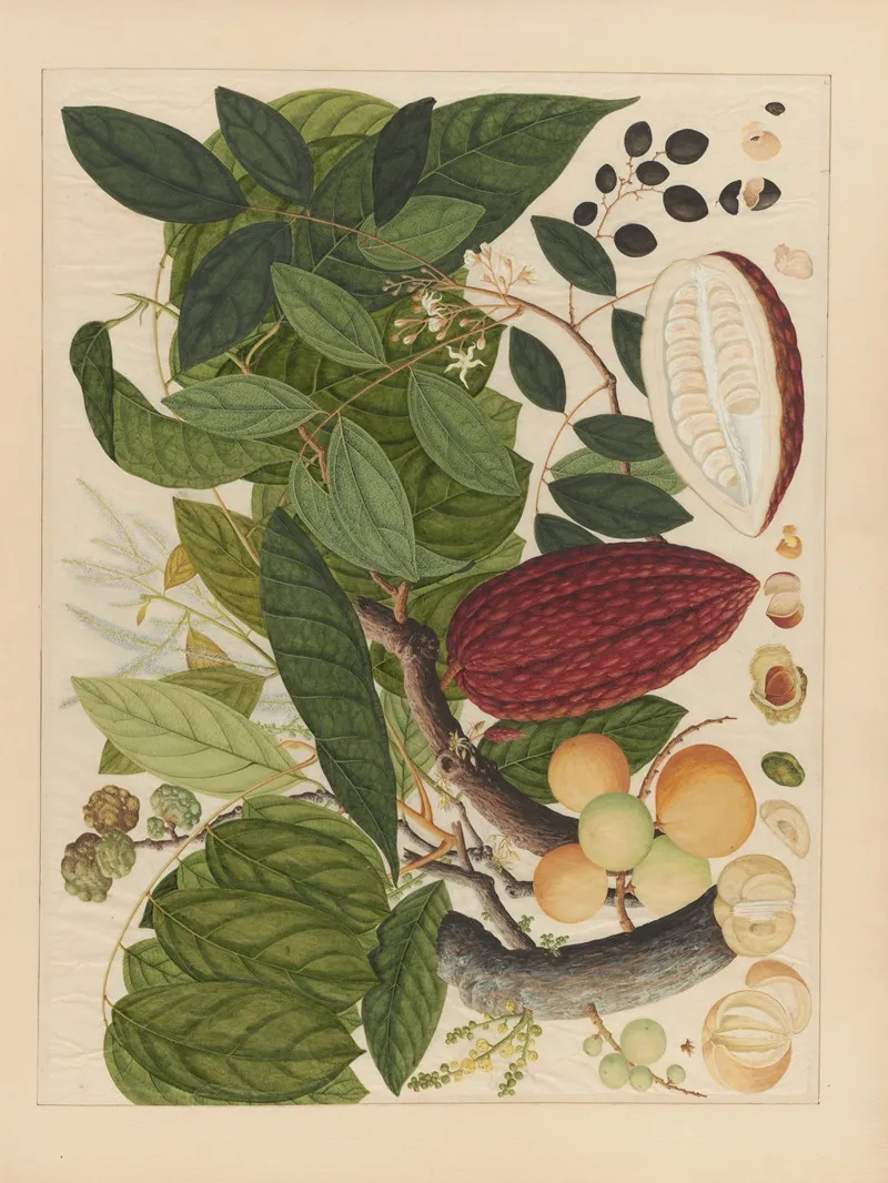Album Of Chinese Watercolors Of Asian Fruits Pl 07 Wall Art by Anonymous - High-Resolution Digital Print