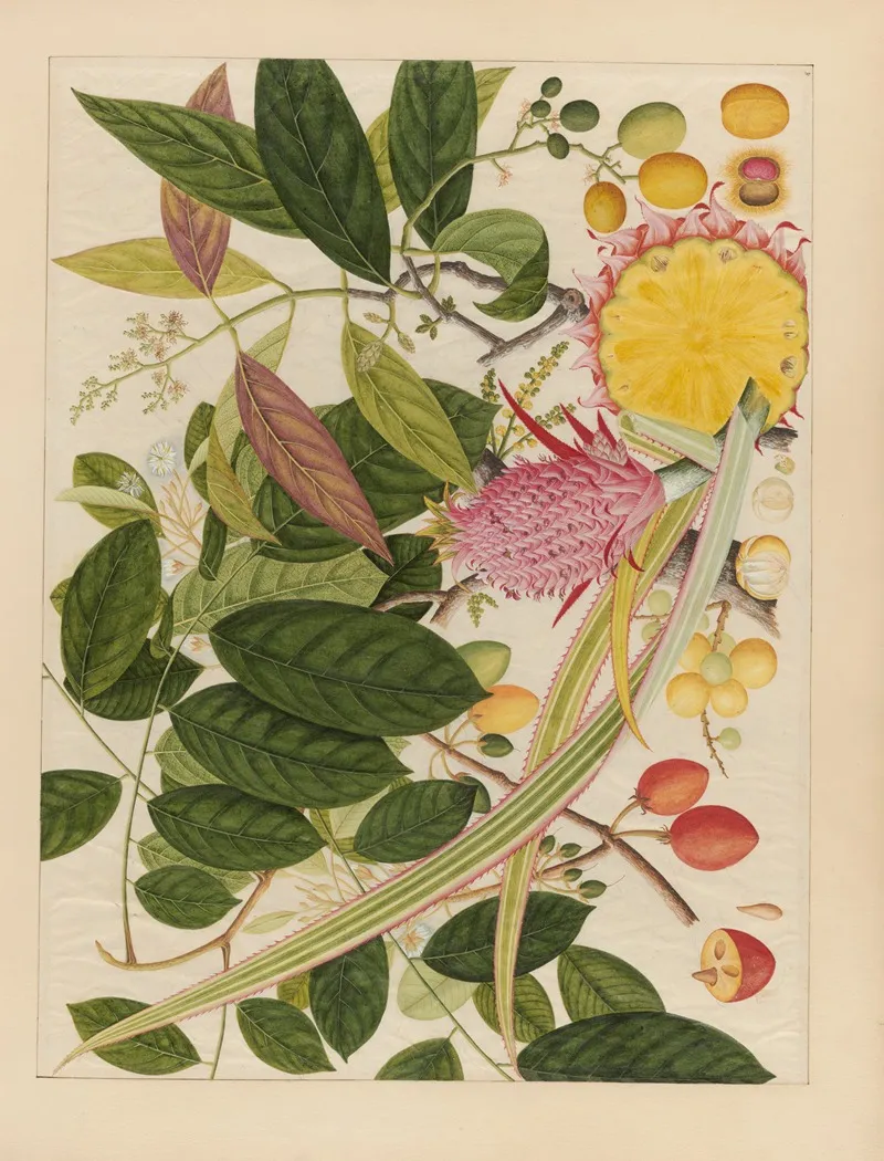 Album Of Chinese Watercolors Of Asian Fruits Pl 08 Wall Art by Anonymous - High-Resolution Digital Print