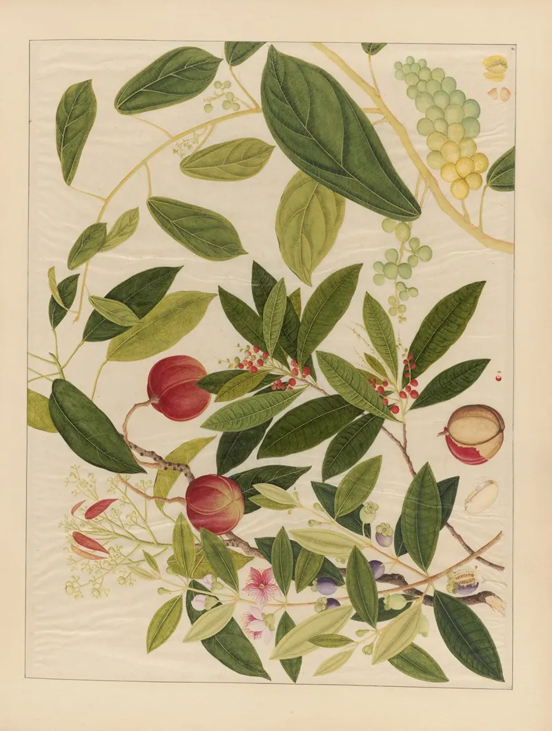 Album Of Chinese Watercolors Of Asian Fruits Pl 09 Wall Art by Anonymous - High-Resolution Digital Print