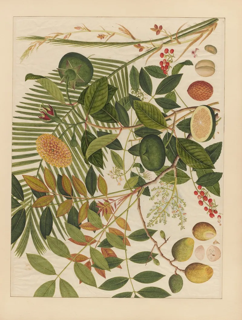 Album Of Chinese Watercolors Of Asian Fruits Pl 10 Wall Art by Anonymous - High-Resolution Digital Print