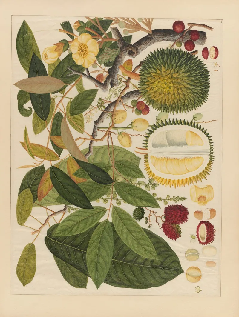 Album Of Chinese Watercolors Of Asian Fruits Pl 11 Wall Art by Anonymous - High-Resolution Digital Print