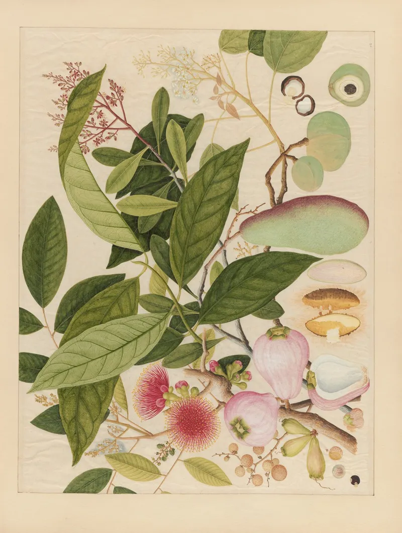 Album Of Chinese Watercolors Of Asian Fruits Pl 12 Wall Art by Anonymous - High-Resolution Digital Print