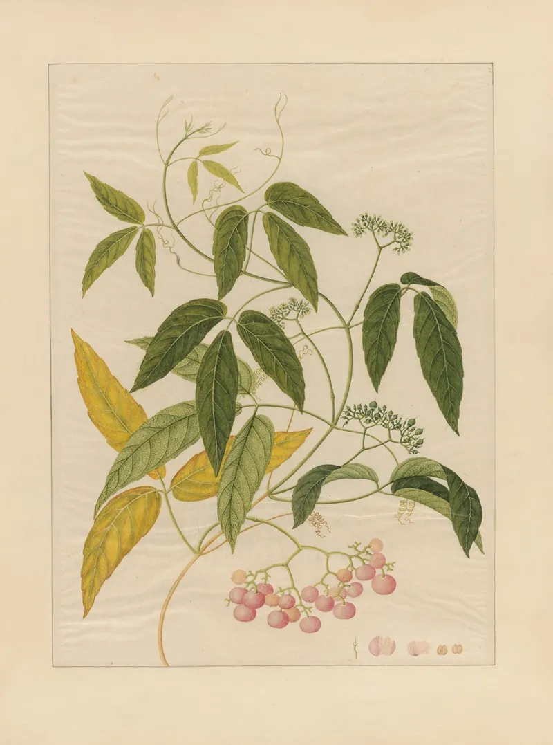 Album Of Chinese Watercolors Of Asian Fruits Pl 13 Wall Art by Anonymous - High-Resolution Digital Print