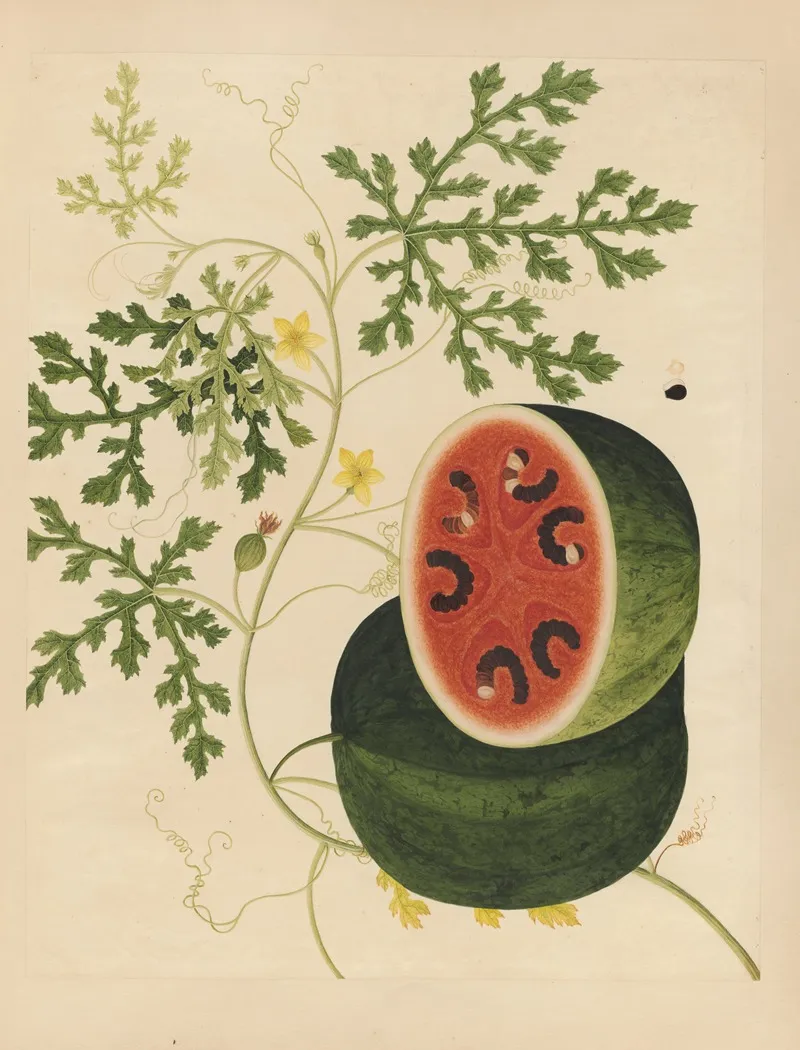 Album Of Chinese Watercolors Of Asian Fruits Pl 15 Wall Art by Anonymous - High-Resolution Digital Print
