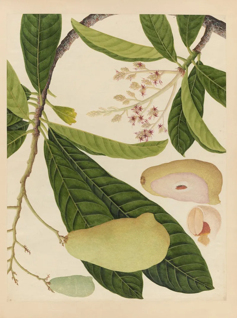 Album Of Chinese Watercolors Of Asian Fruits Pl 16 Wall Art by Anonymous - High-Resolution Digital Print