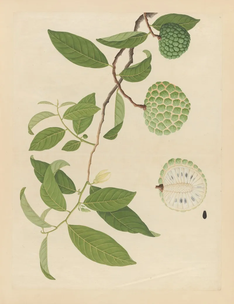 Album Of Chinese Watercolors Of Asian Fruits Pl 17 Wall Art by Anonymous - High-Resolution Digital Print