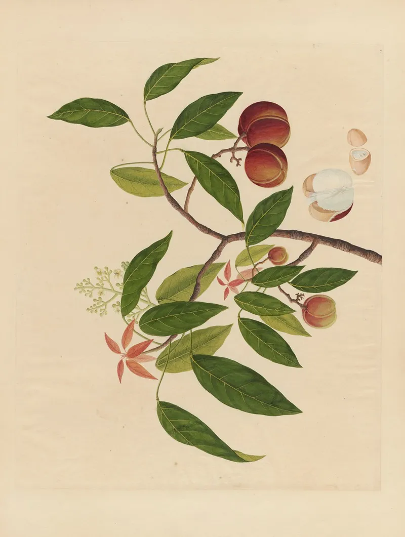 Album Of Chinese Watercolors Of Asian Fruits Pl 18 Wall Art by Anonymous - High-Resolution Digital Print