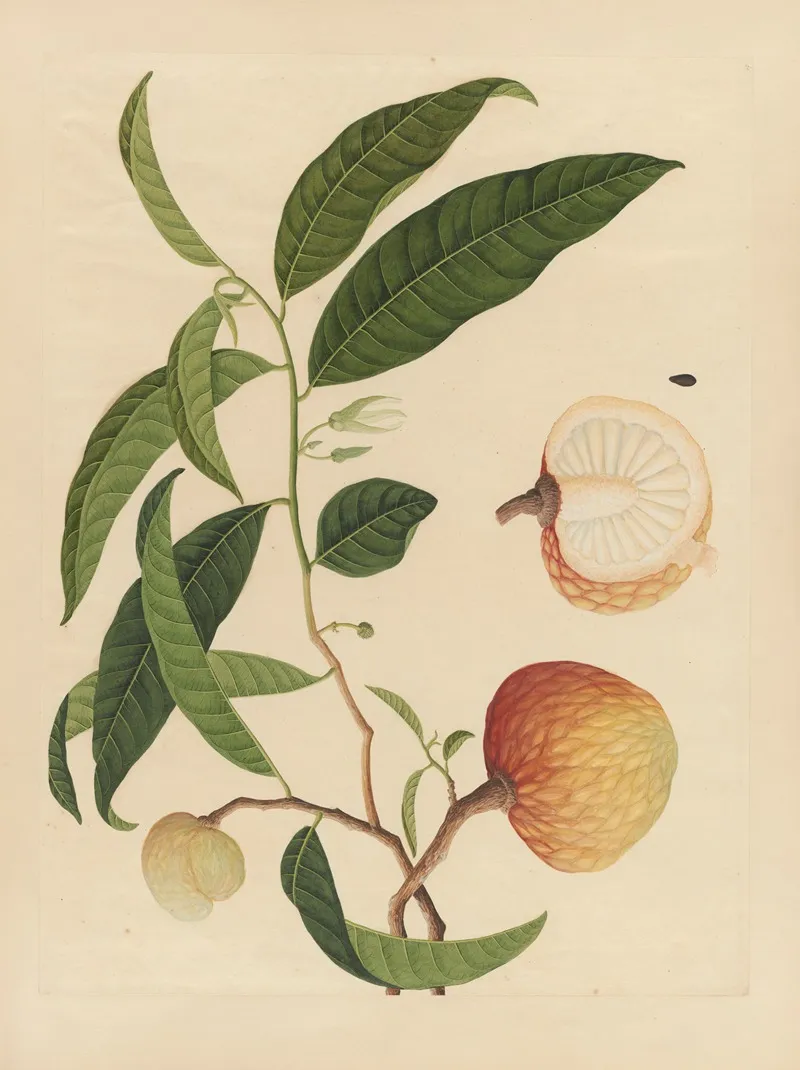 Album Of Chinese Watercolors Of Asian Fruits Pl 19 Wall Art by Anonymous - High-Resolution Digital Print