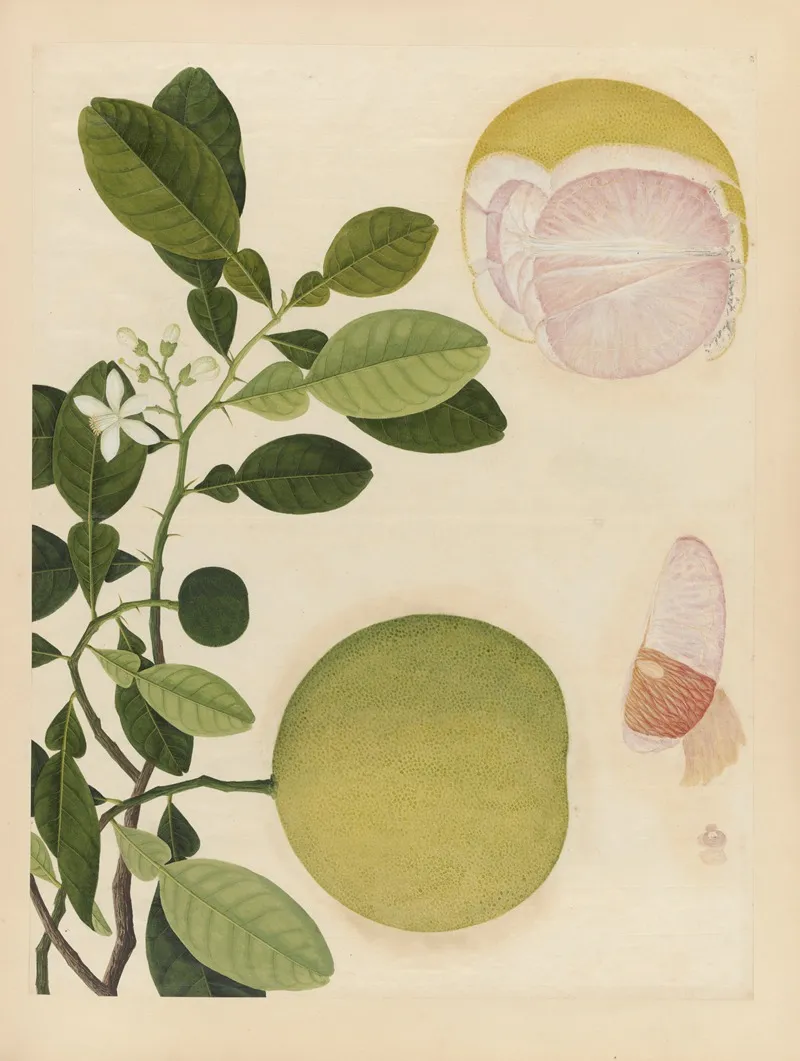 Album Of Chinese Watercolors Of Asian Fruits Pl 20 Wall Art by Anonymous - High-Resolution Digital Print
