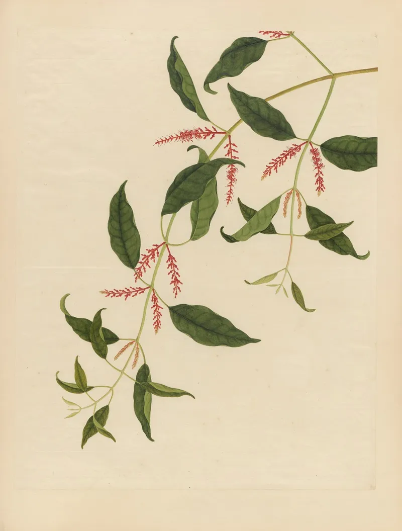 Album Of Chinese Watercolors Of Asian Fruits Pl 21 Wall Art by Anonymous - High-Resolution Digital Print