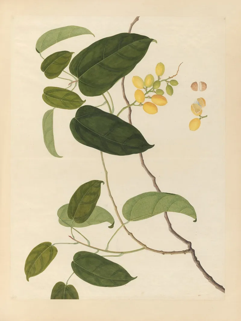 Album Of Chinese Watercolors Of Asian Fruits Pl 22 Wall Art by Anonymous - High-Resolution Digital Print