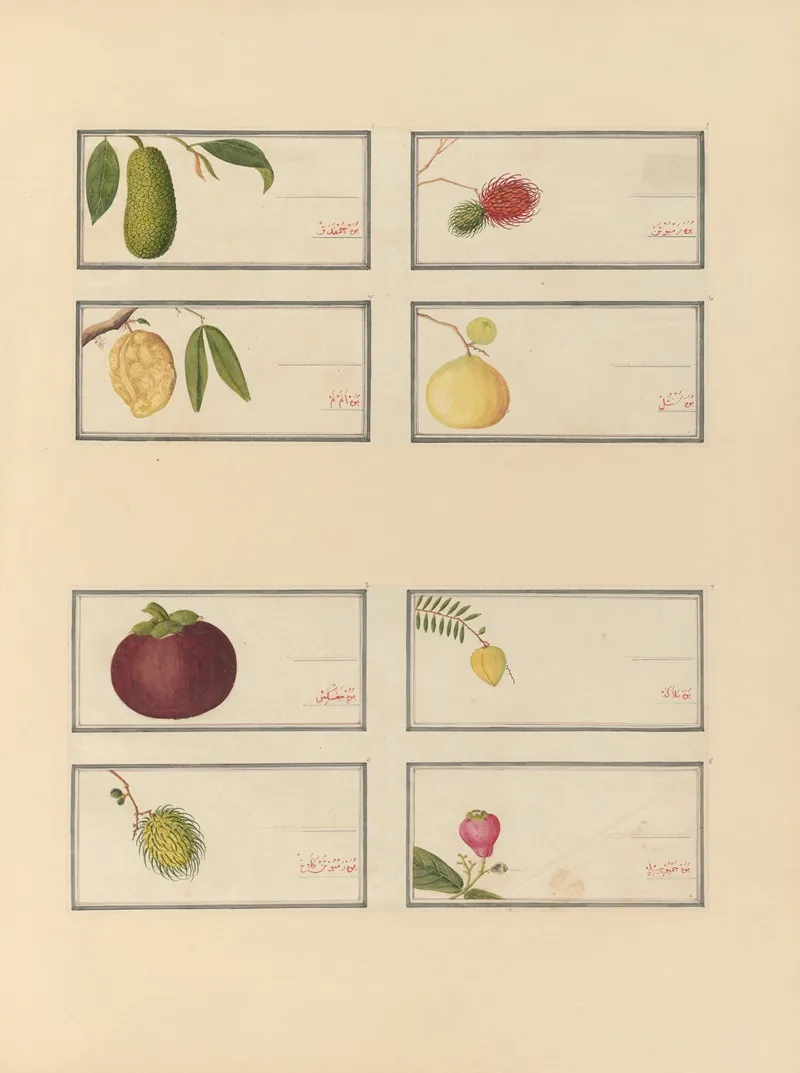 Album Of Chinese Watercolors Of Asian Fruits Pl 23 Wall Art by Anonymous - High-Resolution Digital Print