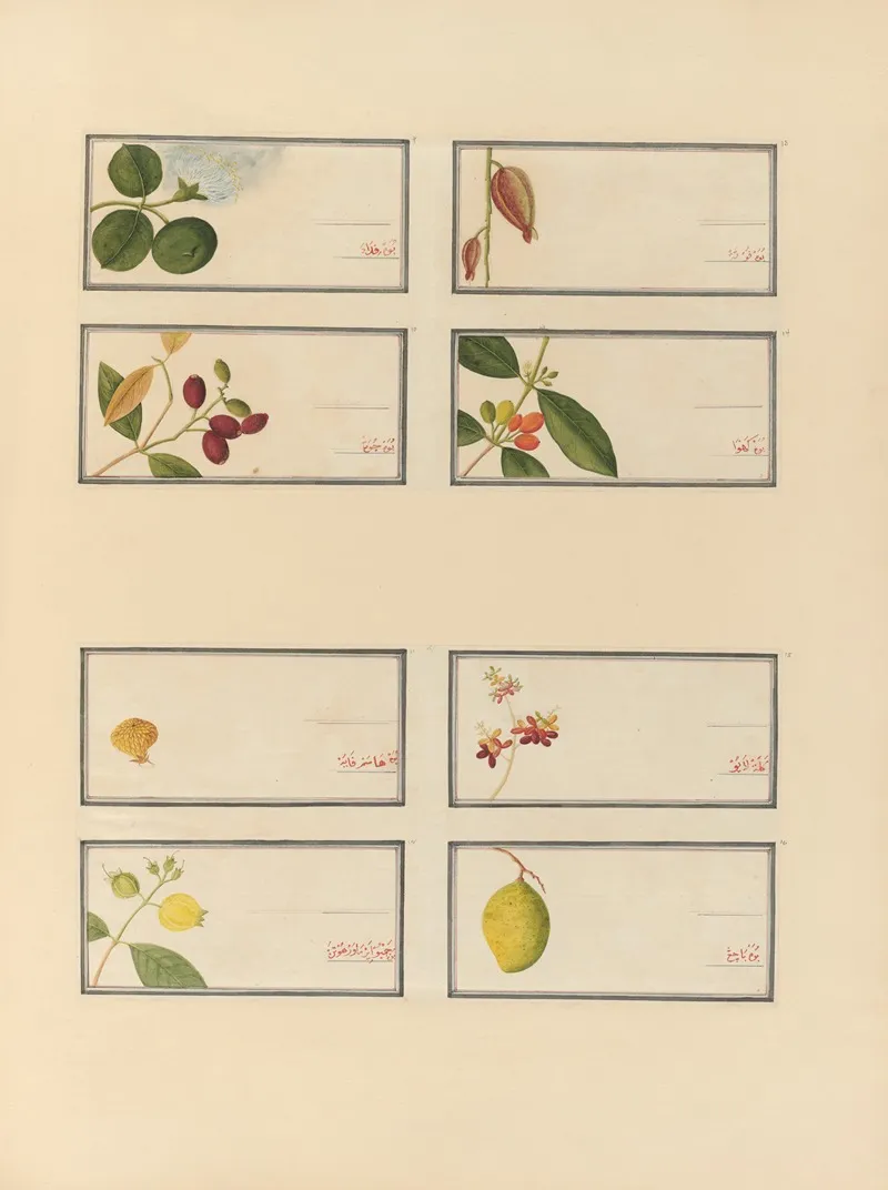 Album Of Chinese Watercolors Of Asian Fruits Pl 24 Wall Art by Anonymous - High-Resolution Digital Print