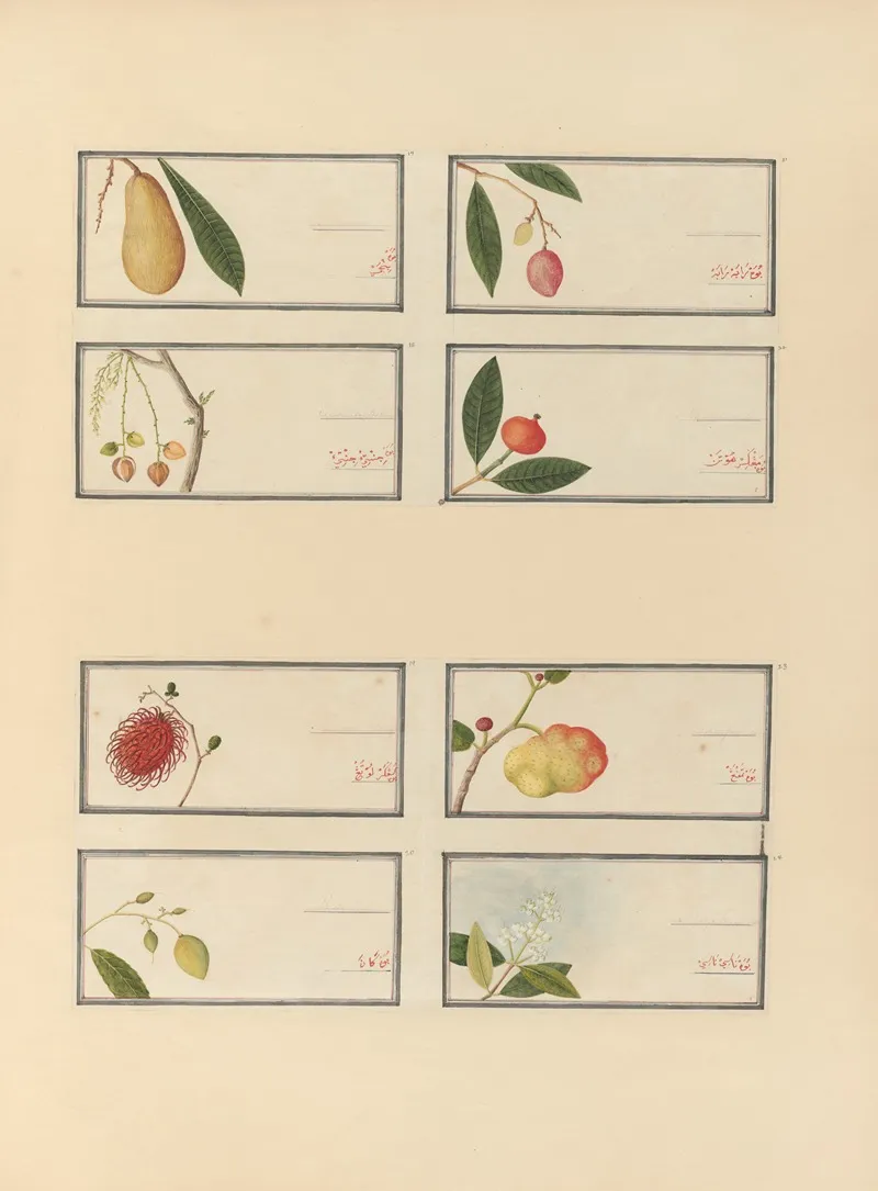 Album Of Chinese Watercolors Of Asian Fruits Pl 25 Wall Art by Anonymous - High-Resolution Digital Print