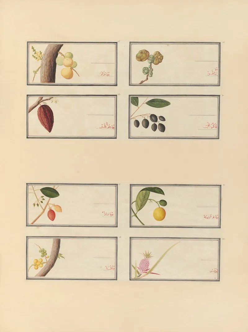 Album Of Chinese Watercolors Of Asian Fruits Pl 26 Wall Art by Anonymous - High-Resolution Digital Print