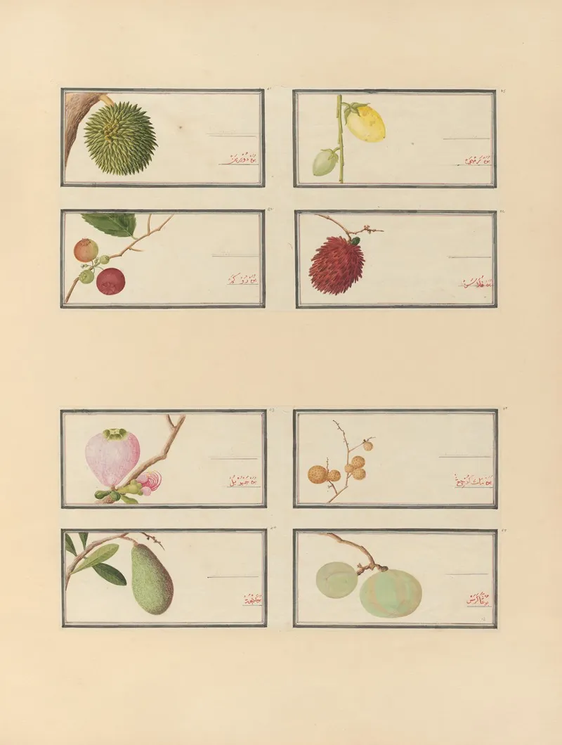 Album Of Chinese Watercolors Of Asian Fruits Pl 28 Wall Art by Anonymous - High-Resolution Digital Print