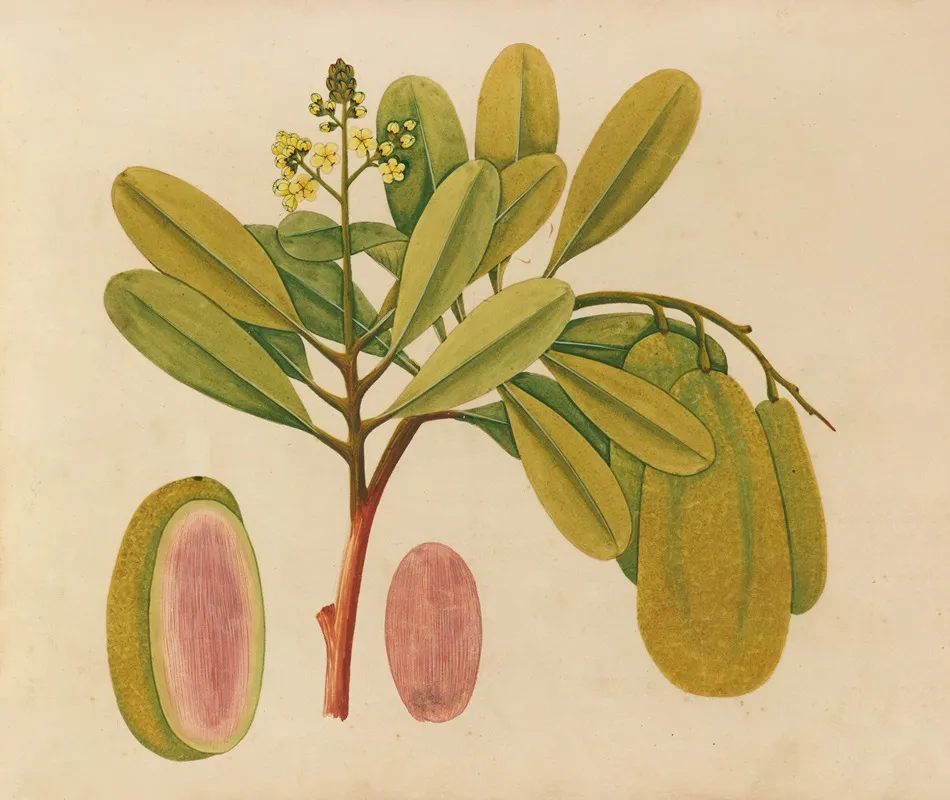 Album Of Watercolors Of Asian Fruits And Flowers Pl 01 Wall Art by Anonymous - High-Resolution Digital Print