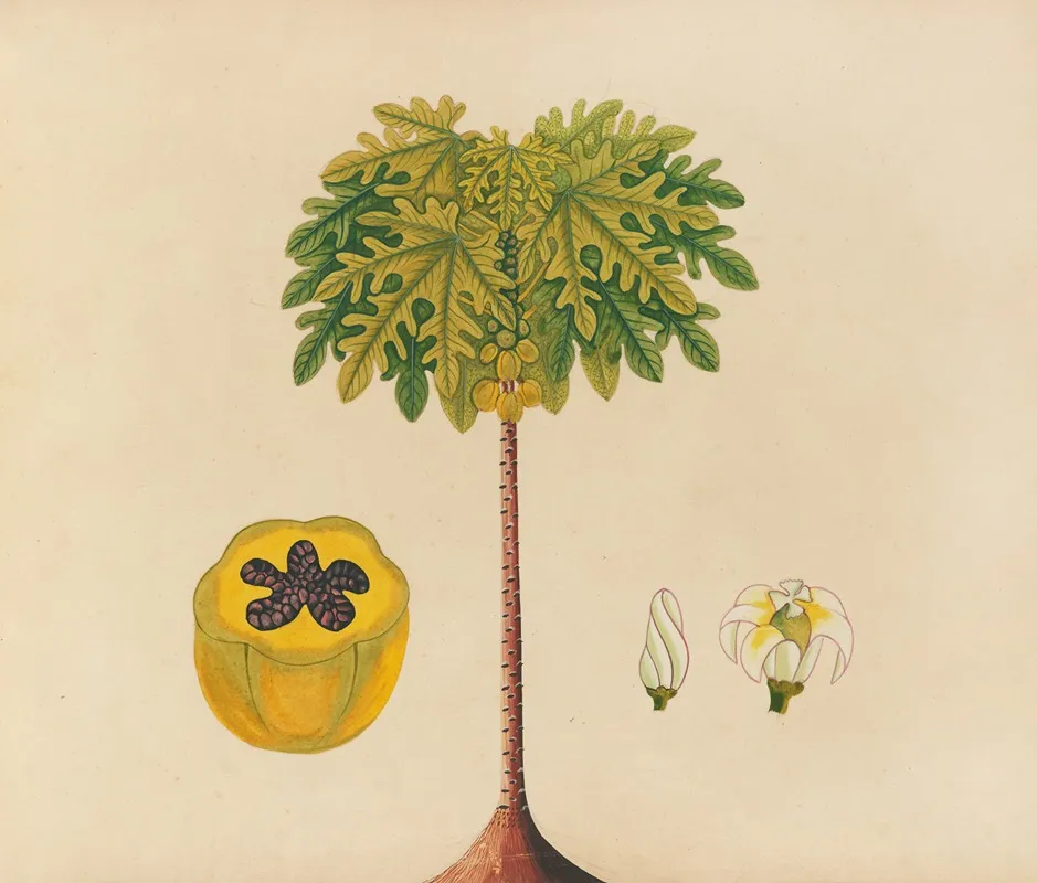 Album Of Watercolors Of Asian Fruits And Flowers Pl 02 Wall Art by Anonymous - High-Resolution Digital Print