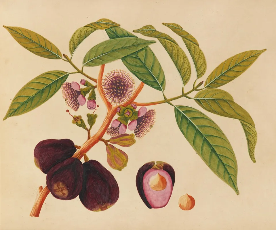 Album Of Watercolors Of Asian Fruits And Flowers Pl 05 Wall Art by Anonymous - High-Resolution Digital Print