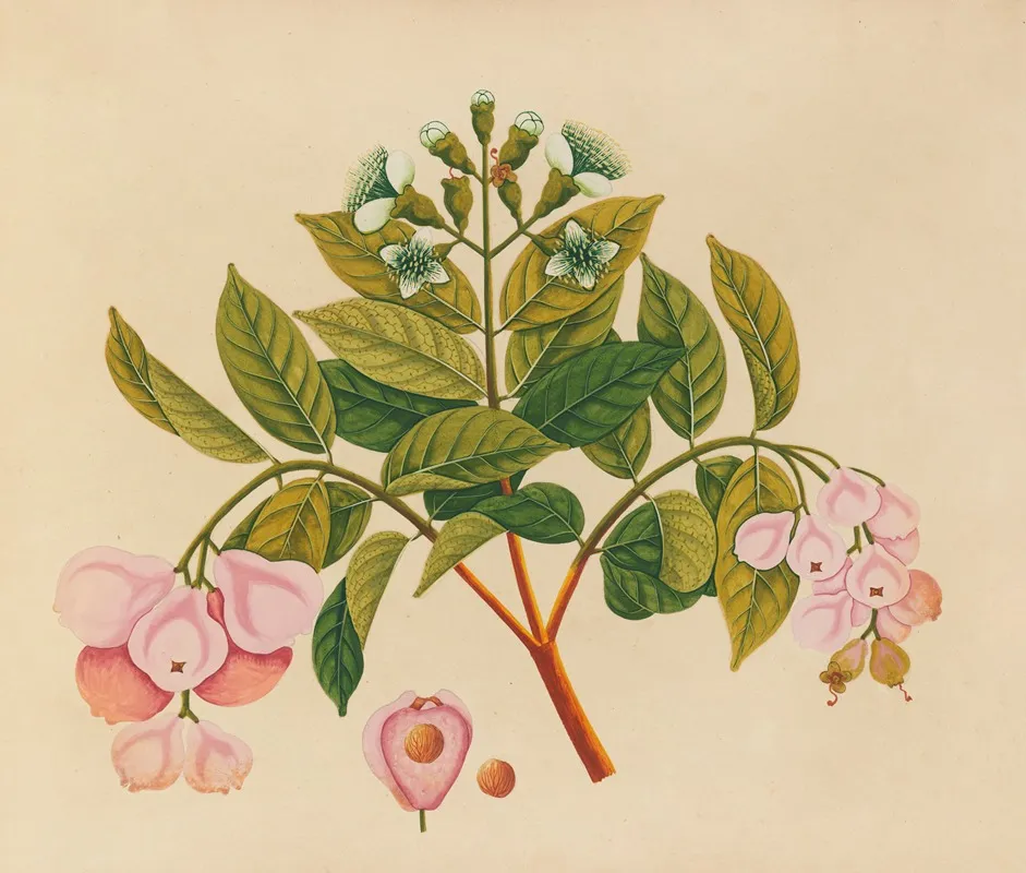 Album Of Watercolors Of Asian Fruits And Flowers Pl 06 Wall Art by Anonymous - High-Resolution Digital Print