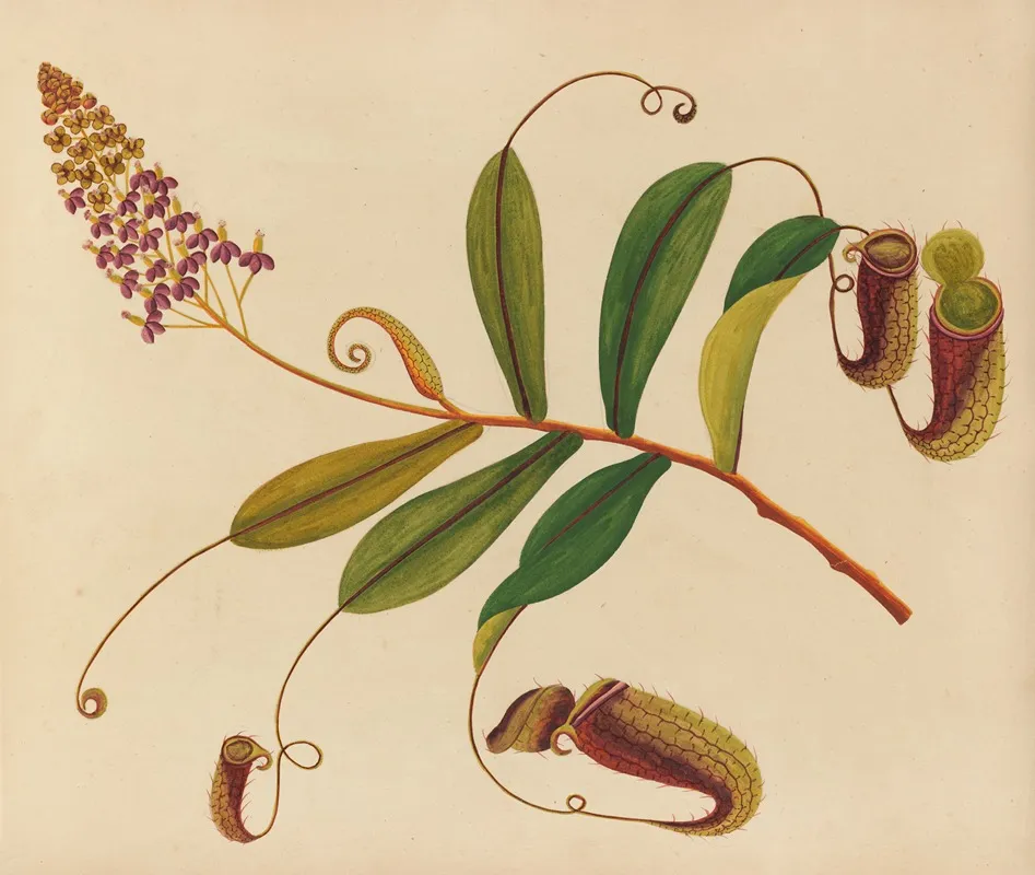 Album Of Watercolors Of Asian Fruits And Flowers Pl 10 Wall Art by Anonymous - High-Resolution Digital Print